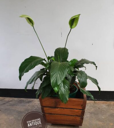 Mugavu Planter