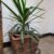 Palm fronds Planter
